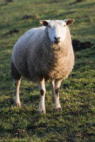 Jesus is the Good Shepherd Jesus is the Good Shepherd