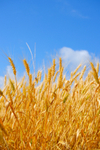 Prosperity Scriptures Prosperity Scriptures